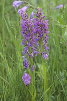 Dactylorhiza × vogtiana